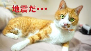 【地震だ！猫もビックリ】まったり遊んでたのに〜地震速報にビビる猫『茶トラ猫 マック』Cat which is surprised at an earthquake breaking news