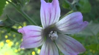 MALVA: Malva sylvestris (http://www.riomoros.com)