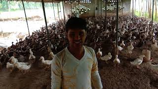 Duck farm in india||kbs import export duck farm||batak palan in india
