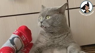 Прикольные кошки и коты ??? Кот нюхает носок Кот упал в воду ?