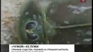 В России нашли прототип Чужого