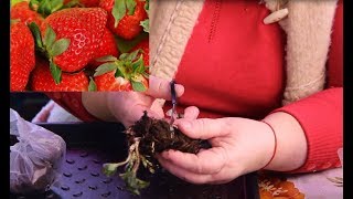 Не Бойтесь Сделать Это Сейчас! Выращивание Клубники.