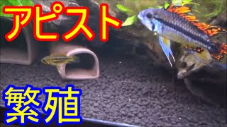 【水槽72】アピストグラマ・カカトゥオイデス③繁殖 　Apistogramma cacatuoides Breeding