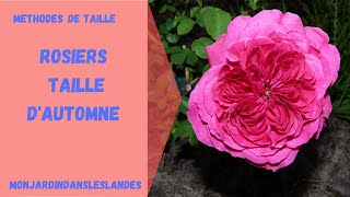 Taille d'automne de rosier - Monjardindansleslandes