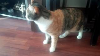 Kizginligi gelen dişi kedi sesi miyavlama
