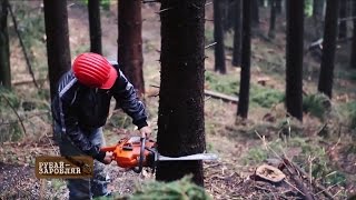 Лесная мафия: как в Украине процветает незаконная вырубка леса – Больше чем правда, 26.12.2016