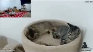 Приколы с котами (Озвучка)