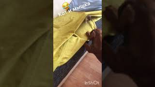 Горностай и щенок