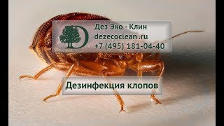Дезинфекция квартиры от клопов