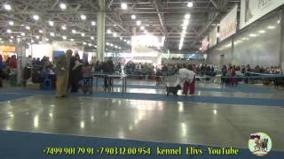 Евразия-1 2014 керн терьер. Eurasia -1 dog show. Cairn terrier.