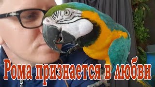 Говорящий попугай Ара признается в любви к хозяину в День Святого Валентина