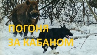 Охота на кабана. Погоня за подранком. Охота с мр 155.