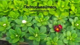 как растет примула  в теплице?
