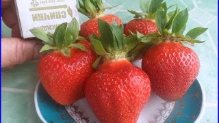 ФИНЕЛЛА - поздний сорт из Англии.