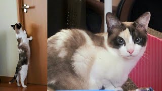 自分でドアを開けられず悔し鳴きをする猫(ペポ?)?