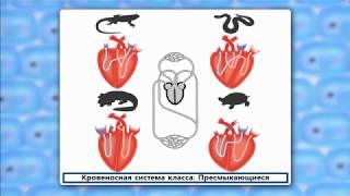Филогенез Сердечно-сосудистой системы