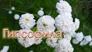 Цветет (не)гипсофила в цветнике