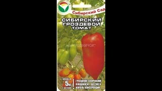 НОВИНКА!!! сорт томата СИБИРСКИЙ гроздевой от компании СИБСАД