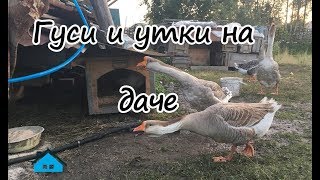 Гуси и утки на даче. Осень 2017