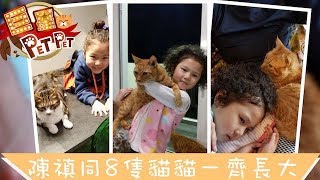 【巨星Pet Pet】陳禛同8隻貓貓一齊長大