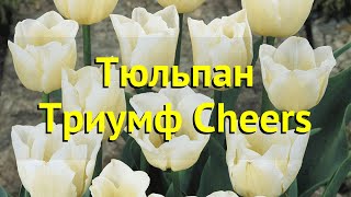 Тюльпан триумф Чирс. Краткий обзор, описание характеристик, где купить луковицы Cheers