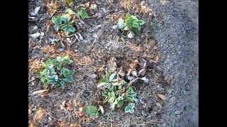 Старые листья клубники  Нужно ли их удалять весной