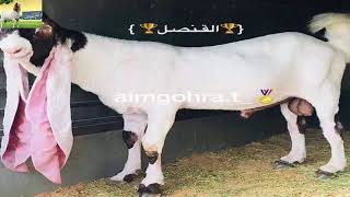 اجمل ماعز باكستاني وحجازي