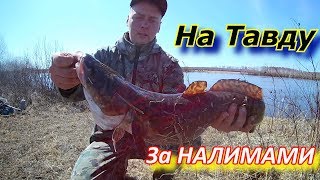 На Тавду за налимом в Мае