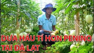 (VTC14)_Dưa hấu tí hon Pepino tại Đà Lạt