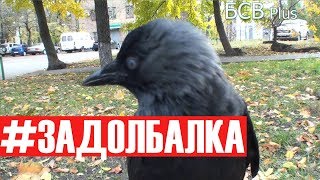#ГАЛКА на прогулке.  Ручной галчонок не желает слазить с рук