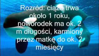 Orki-Władcy Oceanów