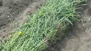 Картофель посажен после ржи.