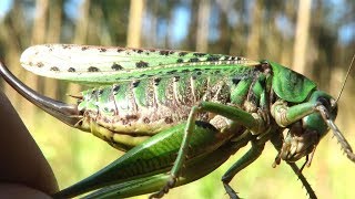 Большой серый кузнечик встретился в лесу