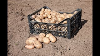 Картошка в ящиках под соломой