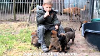 Malinois Pups 4 Weeks