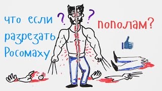 Что если разрезать Росомаху пополам? — Научпок