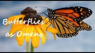 Butterflies as Omens ~ What Their Colors Mean