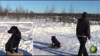 Воспитание щенка. Курс послушания.