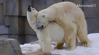 ホッキョクグマの交尾~Polar Bear mating