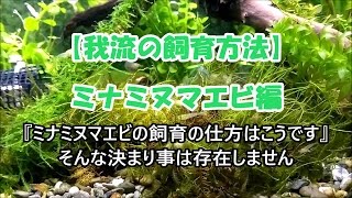 【ミナミヌマエビの飼育】【我が家の飼育例】Freshwater shrimp breeding／养殖淡水虾
