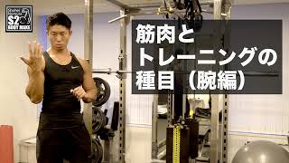 【筋トレ】筋肉の種類とトレーニング(腕)[S2BodyMake]