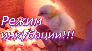 Режим инкубации куриных яиц // Выведение цыплят в инкубаторе / Инкубация в домашних условиях