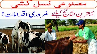 Artificial insemination in Dairy Farming: Necessary measures to get excellent results
