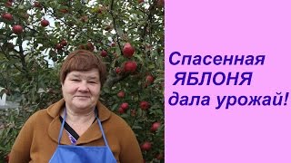 Спасенная ЯБЛОНЯ дала урожай!