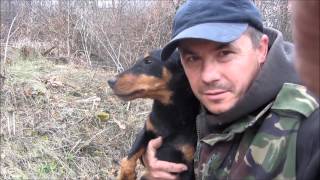 Охота на лису норная! С ягдтерьером. Hunting foxes, with Jagdterrier