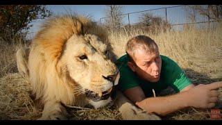 Как львы ИСПУГАЛИСЬ ТАПКА !