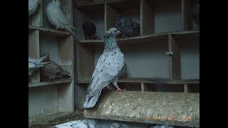 Бакинские бойные голуби - мраморные . Взлёт / Baku pigeons ( Vasili Skripchenko, Cahul, Moldova )