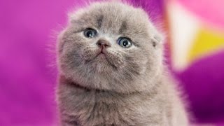 СМЕШНЫЕ И МИМИШНЫЕ БРИТАНСКИЕ КОТЯТА 4 НЕДЕЛИ НАЧАЛЬНЫЙ УХОД ЗА БРИТАНСКИМИ ВИСЛОУХИМИ КОТЯТАМИ