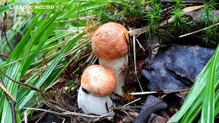 СБОР ГРИБОВ ПОД ДОЖДЁМ!Летняя тихая охота.Много молодых грибов!
