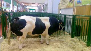 ВОТ ЭТО ЖО..РА У БЫКА!!! Золотая осень 2017. Породы быков и коров. Breeds of bulls and cows.